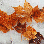 The Maple Leaf: Winter Maple Tree Leaf | Tree:Maple+Leaf+Winter at Tree-Pictures.com