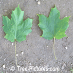 Maple Leafs: Black Maple Leaf on Left - Sugar Maple Tree Leaf on Right Picture