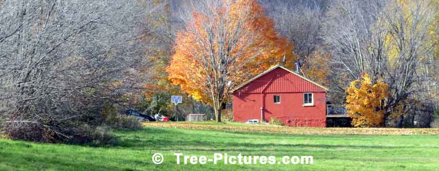 Maple Tree Landscape in Autumn Showing Red Barn and Yellow Maple Tree | Maple Trees at Tree-Pictures.com
