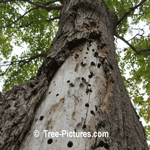Maple Tree, Pictures, Images, Photos & Facts on Maples Trees