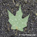 Green Maple Leaf, After The Rain | Tree:Maple+Leaf at Tree-Pictures.com