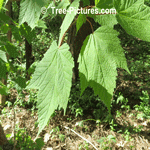 Maple Tree: Mountain Maple Tree Type Leaf Leaves Picture
