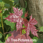 Maple Tree's Leaf: Picture of New Red Maple Tree Leaves