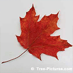 Maples Tree Pictures: Fall Images of Red Maple Tree Types Leaf