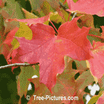Pictures of Maple Trees: Red Maple Tree Type with Red Autumn Leaf Leaves
