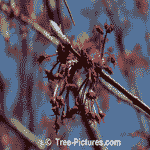 Red Maples: New Red Maple Leaf Picture