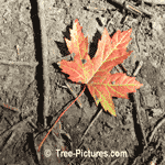 Maples Tree Pictures: Red Maple Tree Types Autumn Leaf Leaves