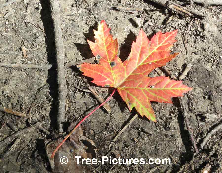 maple leaf pfp｜TikTok Search