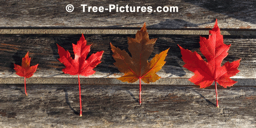Red Maple: 4 Maple Tree Leaf Line Up - Autumn | Tree:Maple+Red+Autumn at Tree-Pictures.com