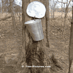 Maple Syrup, Sugar Maple Tree Produces Sap which is Boiled into Syrup