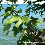 Maple Tree Pictures: Maple Tree Leaf Identification