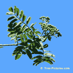 Mountain Ash Tree, Picture of New Mountain Ash Tree Berries