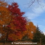 Pictures of Trees: Fall Picture of Colorful Oak Trees