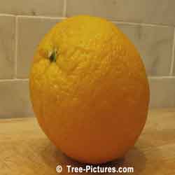 Orange: Orange Tree Fruit | Tree:Orange+Fruit at Tree-Pictures.com