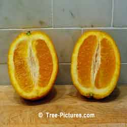 Orange Halves: Orange Fruit Tree | Tree:Orange+Fruit at Tree-Pictures.com