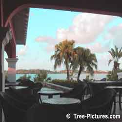 Palm Tree: Bermuda Palm Tree Restaurant Tropical Palms View