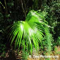 Palm Tree Leaf, Green Leaf of Palm Trees, Bermuda