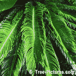 Tree Pictures: Sago Palm or Cycas revoluta, Palms, Palm Tree Image