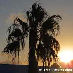Bermuda Palm Trees, Picture of Nice Palm Tree Sunset near Groto Bay Beach, Castle Harbour, Bermuda