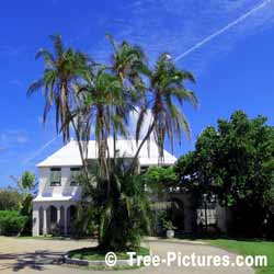 Bermuda Palm Trees, 3 Palm Trees, Bermuda