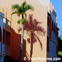 Palm Tree, Grotto Bay Hotel Bermuda Palm Tree Shadows Picture