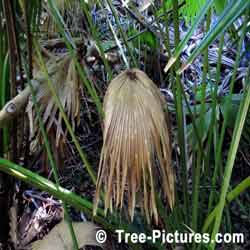 Palm Tree Leaf, Old Leaf of Palm Trees, Bermuda