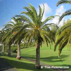 Bermuda Palm Trees, A Row of Manicured Palm Trees near St. George Golf Course, Bermuda