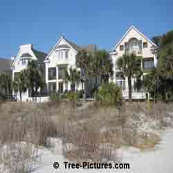 Palm Tree: Beach Palms at Hilton Head, South Carolina USA