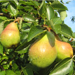 Pear Tree Picture