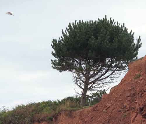 Pine Tree Pictures, Large Pine Tree at the Atlantic Ocean's Edge