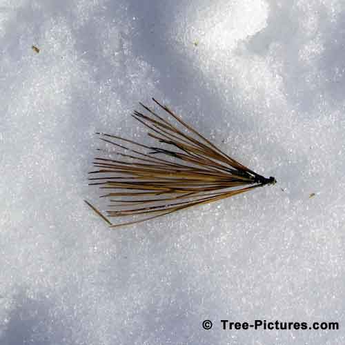 Pine Tree Pictures, Pine Needles Found on the Snow Image