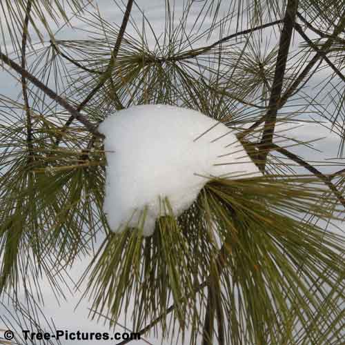 Pine Tree Pictures, Snow Caught on Pine Needles Photo