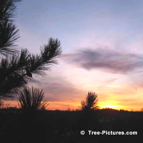 Pine Tree Pictures, Pine Tree Branches in Winter Sunset Photo