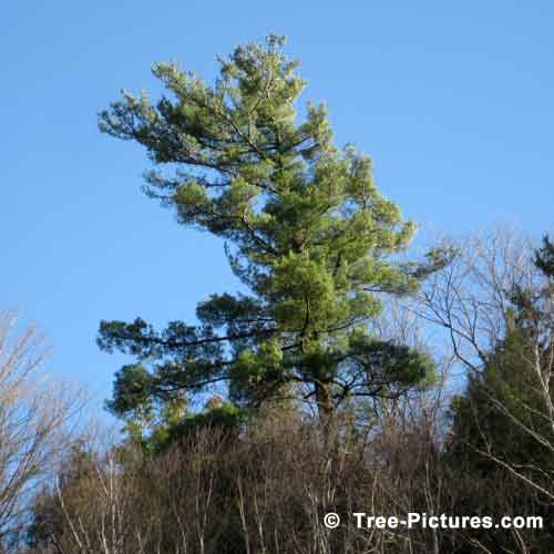 Pine Tree Pictures, Tall Pine Tree on Top of the Escarpment Rigid Photo