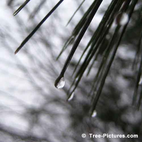 Pine Tree Pictures, Photo of White Pine Tree Needles with Rain Drops