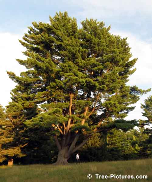 Pine Tree Pictures, Photo of a Grand 400 Year Old Pine Tree