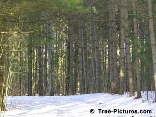 Pine Tree Pictures, Mature Pine Tree Forest Path Image