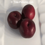 Plums from Plum Trees