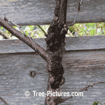Plum Fruit Tree Pictures: Pictures of Plum Trees Disease called Black Knot