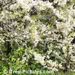 Flowering Plum Tree Image, Stunning blanket of flowers in spring Season