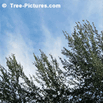Picture of Tall Poplar Trees