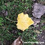 Picture of Poplar Trees Yellow Autumn Leaf