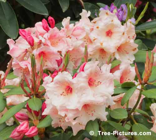Rhododendrons, Beautifil Rhododendron Pictures, Different Rhododendron Variation of Pretty in Pink