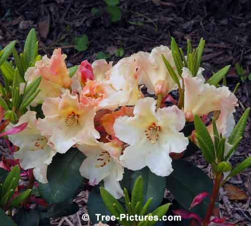 Rhododendron Flowers, Impressive Rhododendron Pics, White Rhododendron with Peach Accents Photo