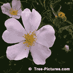 Rose Pictures: 5 Petal White Rose Bloom