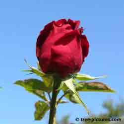 Single Red Rose Signifies Love