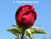 Roses: Red Rose Flower Image | Rose+Flower Tree-Pictures.com