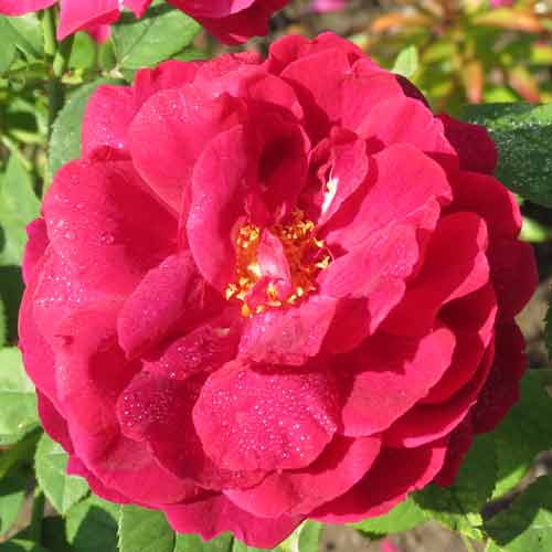Rose Tree Pictures: Lovely Red Rose, The Red Rose of Love Image