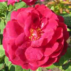 Beautiful Roses: Ketchup & Mustard Type of Rose