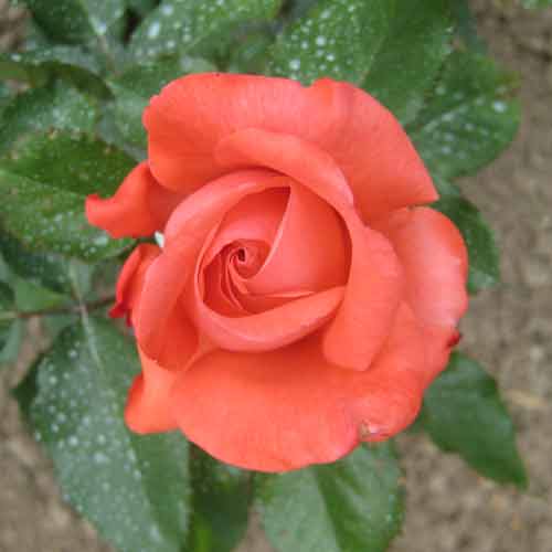 Rose Tree Pictures, Rose Art, Clean Cut Red Orange Rose Petals